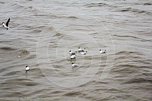 Seagulls floating on the sea at Bangpoo Samutprakarn Thailand