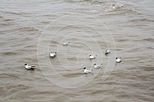 Seagulls floating on the sea at Bangpoo Samutprakarn Thailand