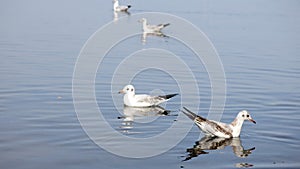 Seagulls floating on water