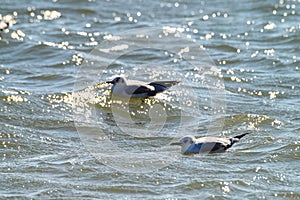 Seagulls Floating in the Waves.