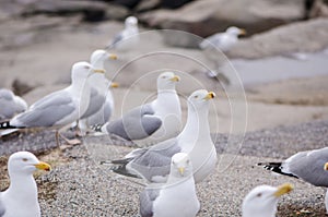 Seagulls flock along the beach along the Atlantic Ocean