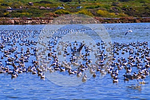 Seagulls flock in fish pool of Kibbutz Maayan Zvi northwest Israel.