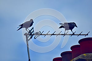 Seagulls flocking in the park