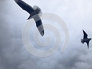 Seagulls fly against a cloudy sky.