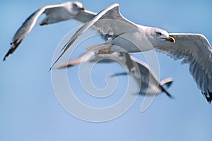 Seagulls fly alone wings flying in the blue sky