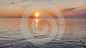 Seagulls fly beautiful full sunset sunlight sky beach background travel