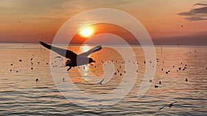 Seagulls fly beautiful full sunset sunlight sky beach background travel