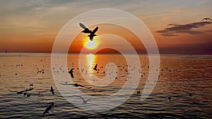 Seagulls fly beautiful full sunset sunlight sky beach background travel