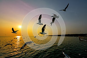 The seagulls fly for food and the sunset at Bangpur beach in Thailand.