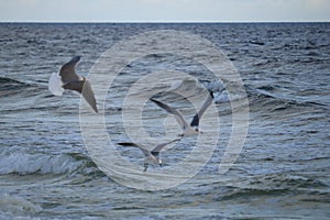 Seagulls fly low over the waves of the ocean