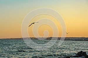 seagulls fly near the coast of the Azov Sea at sunset. Mariupol, Ukraine