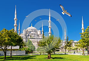 Seagulls fly over Blue Mosque or Sultanahmet Camii, Istanbul, Turkey photo