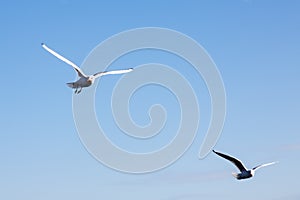 Seagulls fly over the sea on the background of the lighthouse an