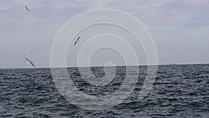 Seagulls fly over the sea surface.