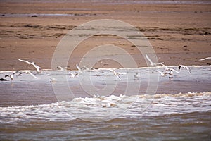 Seagulls flyin over beach