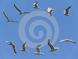 Seagulls flying