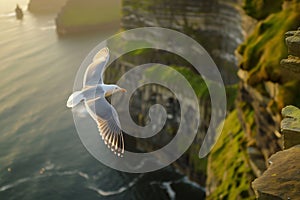 Seagulls flying above rough sea cliffs in scenic Irish landscape. Wild birds of west coast of Ireland, dramatic sunset