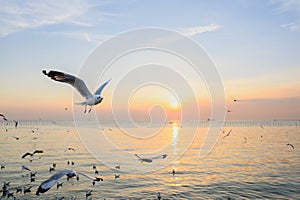 Seagulls flying above the sea at beautiful sunset time with a twilight scene