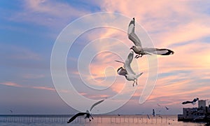 Seagulls flying above the sea at beautiful sunset time with a twilight scene