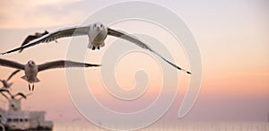 Seagulls flying above the sea at beautiful sunset time with a twilight scene