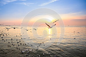 Seagulls flying above the sea at beautiful sunset time with a twilight scene
