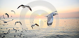 Seagulls flying above the sea at beautiful sunset time with a twilight scene