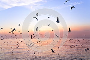 Seagulls flying above the sea at beautiful sunset time with a twilight scene