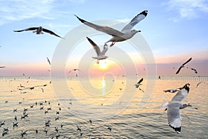 Seagulls flying above the sea at beautiful sunset time with a twilight scene