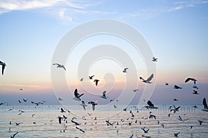 Seagulls flying above the sea at beautiful sunset time with a twilight scene