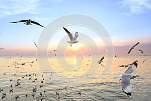 Seagulls flying above the sea at beautiful sunset time with a twilight scene