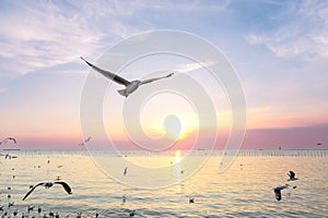 Seagulls flying above the sea at beautiful sunset time with a twilight scene