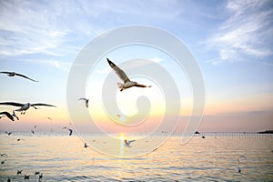 Seagulls flying above the sea at beautiful sunset time with a twilight scene