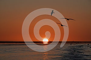 Seagulls flying above sea in light of setting sun