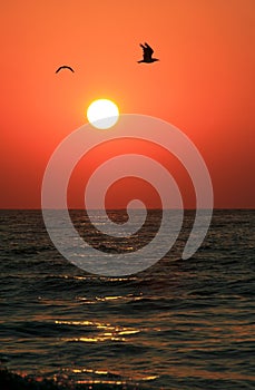 Seagulls flying above the Sea in Sunrise