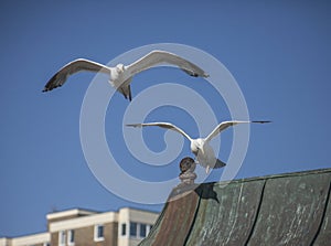 Seagulls flying against a blue sky.