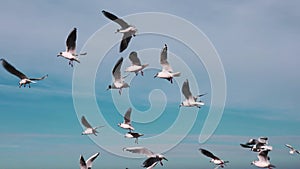 seagulls flying in the air against the blue sky