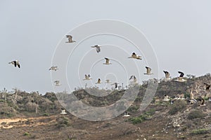 Seagulls flying in the air, Cabo Ledo, Luanda, Angola