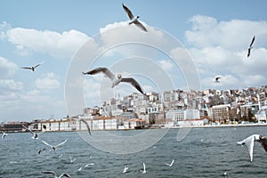 seagulls flying around the bosphorus straits in istanbul