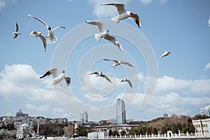 seagulls flying around the bosphorus straits in istanbul