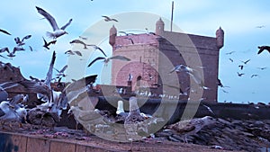 Seagulls flying around the fishing market in Essaouira, Morocco.