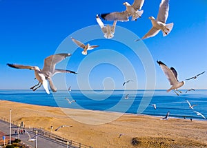 Seagulls Flying at Beach