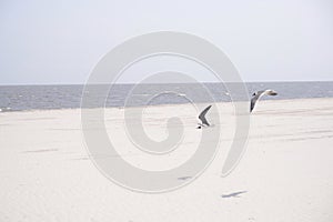 Seagulls Flying on a Beach