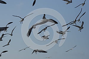 Seagulls flying on the beach