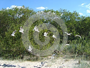 Seagulls flying. Beach in summer time.