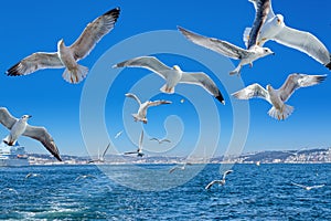 Seagulls flying behind the ferry, Istanbul