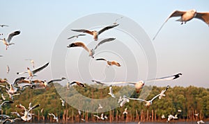 Seagulls flying Bird Seagull seaside animal nature fly