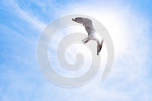 Seagulls flying Bird Seagull seaside animal nature fly with sunlight through.