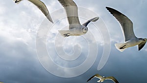 Seagulls in the sky, big clouds
