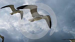 Seagulls in the sky, big clouds