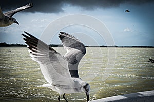 Seagulls in the sky, big clouds